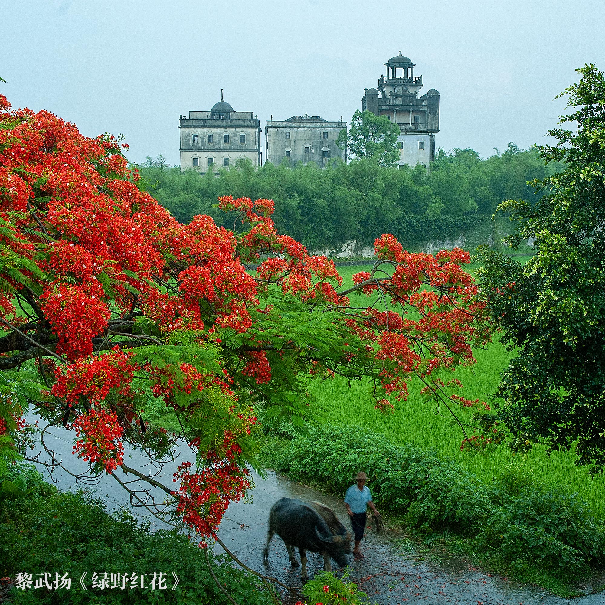 2、黎武揚(yáng)-綠野紅花(二等獎)0.jpg