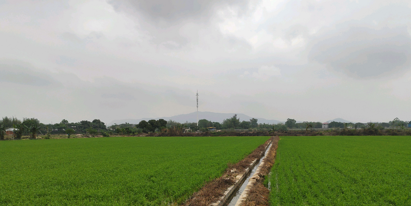 齊塘村農(nóng)田景觀(guān).png