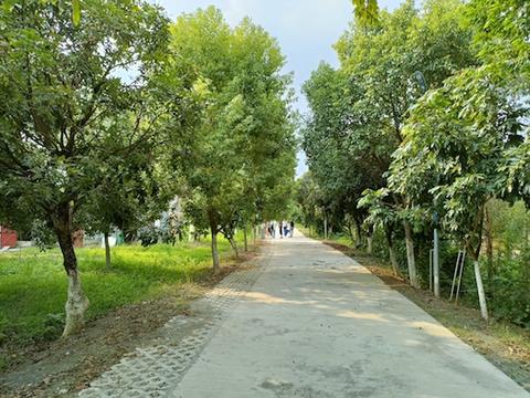 紅嶺村村道寬闊整潔，綠樹(shù)成蔭.jpg