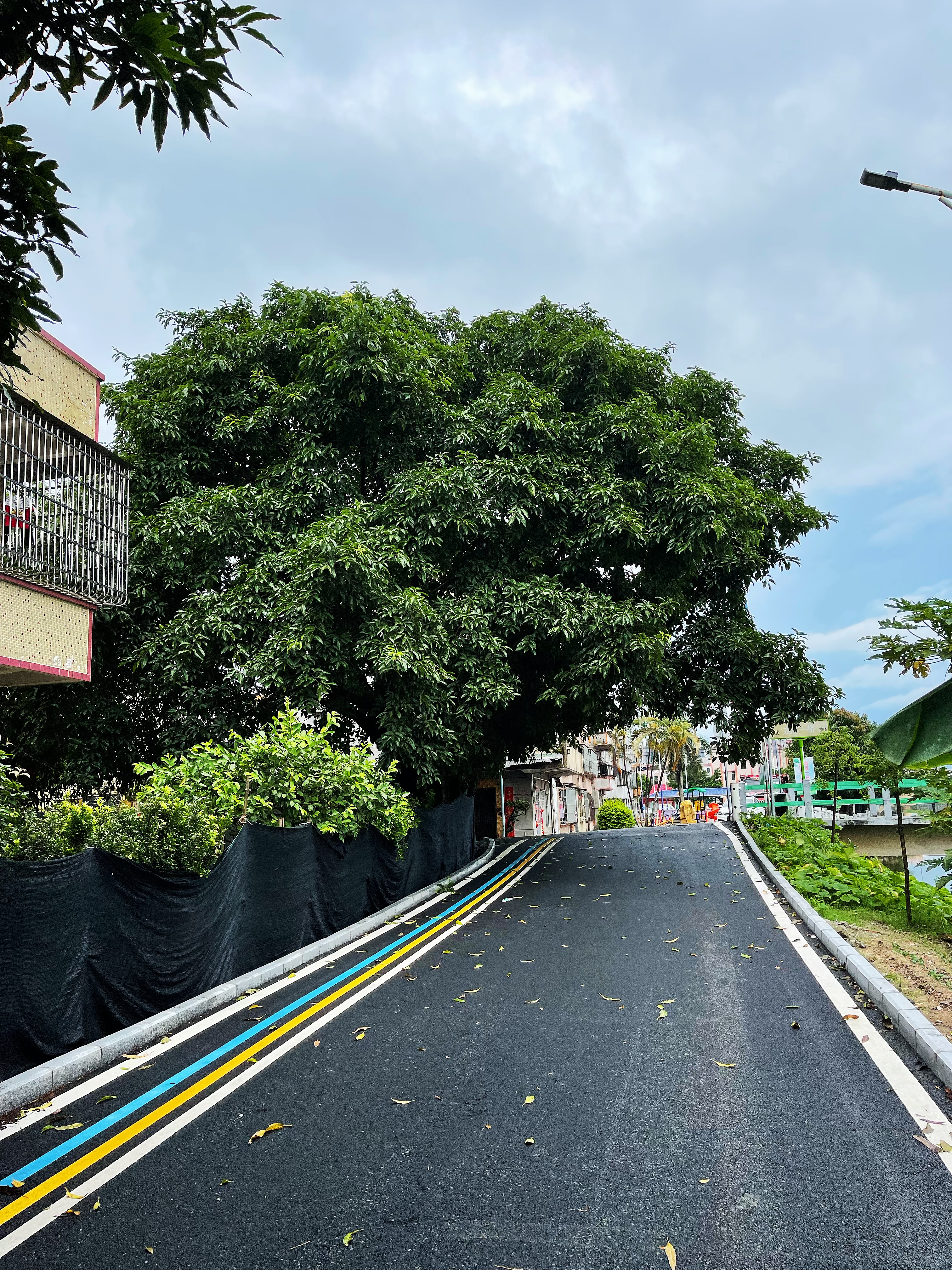 1龍勝一橋頭附近兩棵高大樹木不僅遮擋道路視線，還給村民們?cè)斐闪税踩[患.jpg