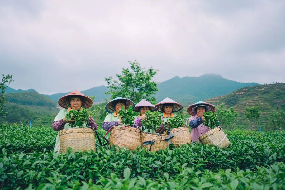 千萬(wàn)人共享一個(gè)春天！來(lái)開(kāi)平大沙，品嘗春天的第一縷茶香！
